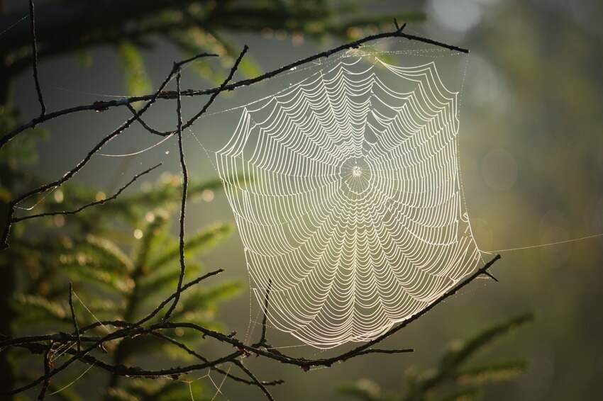 狼爸虎妈的教育方式(你赞同虎妈的育儿理念吗)