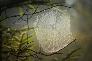 狼爸虎妈的教育方式